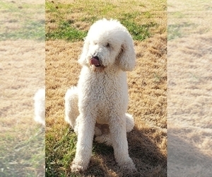 Father of the Goldendoodle puppies born on 12/20/2024