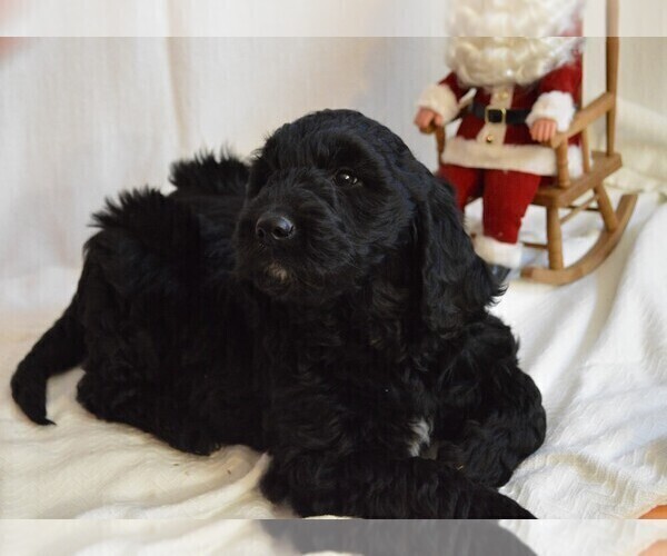 Medium Photo #1 Goldendoodle Puppy For Sale in CHILLICOTHE, OH, USA