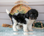 Puppy Teagan Poodle (Miniature)