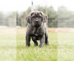 Small Photo #7 Cane Corso Puppy For Sale in MENTONE, IN, USA