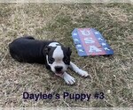 Small #1 Boston Terrier
