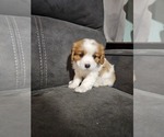 Puppy Dale  hold Cavalier King Charles Spaniel