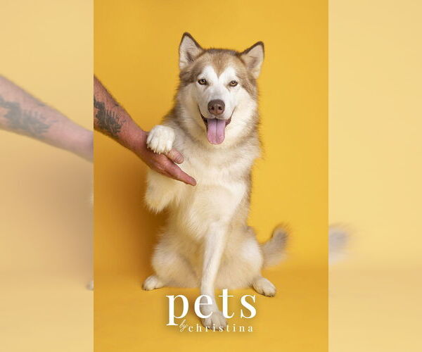 Medium Photo #8 Siberian Husky Puppy For Sale in Foristell, MO, USA