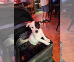 Small Borador