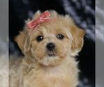 Small #4 Maltipoo