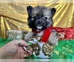 Small Photo #43 Pomeranian Puppy For Sale in HAYWARD, CA, USA