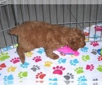 Small Photo #10 Cockapoo-Poodle (Miniature) Mix Puppy For Sale in ORO VALLEY, AZ, USA