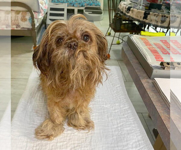 Medium Photo #1 Shih Tzu Puppy For Sale in Benton, LA, USA