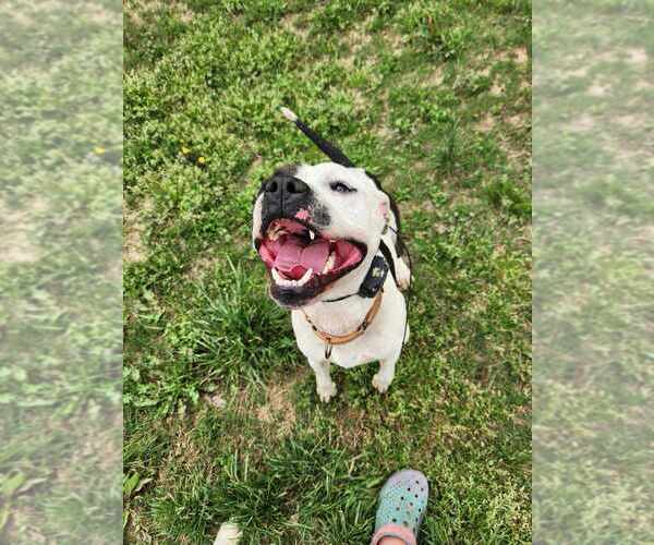 Medium Photo #3 American Bulldog Puppy For Sale in garner, NC, USA