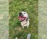 Small #2 American Bulldog