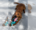 Small #8 American Pit Bull Terrier-Carolina Dog Mix
