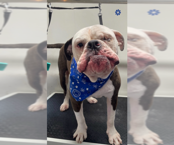Medium Photo #4 Bulldog Puppy For Sale in McKinney, TX, USA