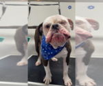 Small #3 Bulldog