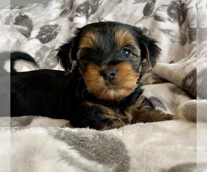 Yorkshire Terrier Puppy for sale in HOBART, WI, USA