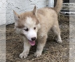 Small Photo #4 Siberian Husky Puppy For Sale in NEW PORT RICHEY, FL, USA