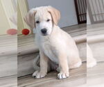 Small #4 Golden Retriever-Huskies  Mix