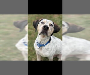 Bluetick Coonhound Dogs for adoption in Westminster, MD, USA