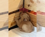 Small Photo #2 Golden Retriever Puppy For Sale in STANLEY, NC, USA