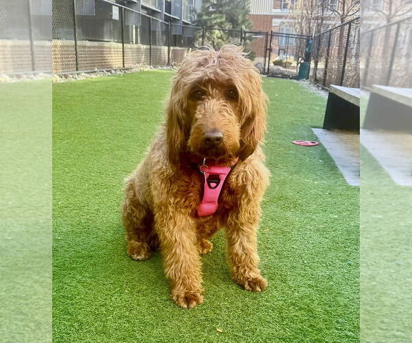Medium Photo #2 Goldendoodle Puppy For Sale in St. Louis Park, MN, USA