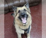 Small #17 German Shepherd Dog