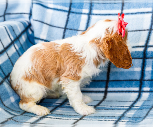 Medium Photo #4 Cockalier Puppy For Sale in WAKARUSA, IN, USA