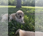 Small Photo #8 Golden Retriever Puppy For Sale in FREDONIA, KS, USA