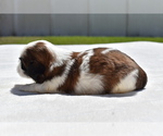 Small #4 Shih Tzu
