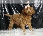 Puppy Mangos F1B Cavapoo