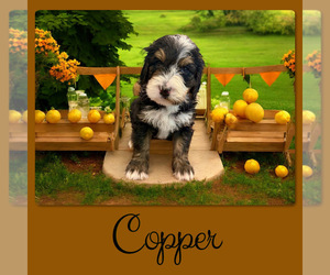 Bernedoodle-Poodle (Standard) Mix Puppy for sale in MENIFEE, CA, USA