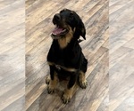 Small #4 Bernedoodle-Leonberger Mix