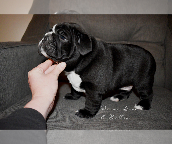 Medium Photo #5 English Bulldog Puppy For Sale in DERBY, KS, USA