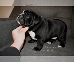 Small Photo #5 English Bulldog Puppy For Sale in DERBY, KS, USA