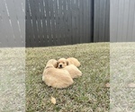 Small Photo #4 Golden Retriever Puppy For Sale in LUGOFF, SC, USA