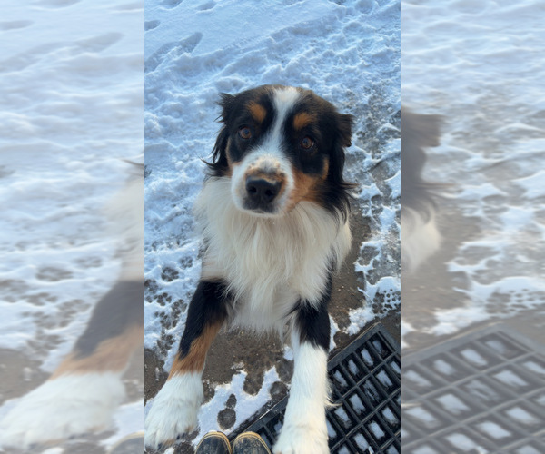 Medium Photo #1 Miniature Australian Shepherd Puppy For Sale in PLEVNA, MT, USA