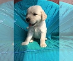 Small Photo #14 Golden Retriever Puppy For Sale in WESTMINSTER, SC, USA