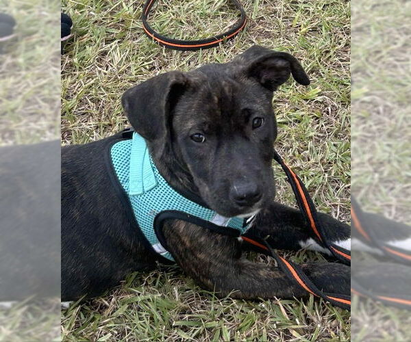 Medium Photo #5 Mutt Puppy For Sale in Tarrytown, GA, USA