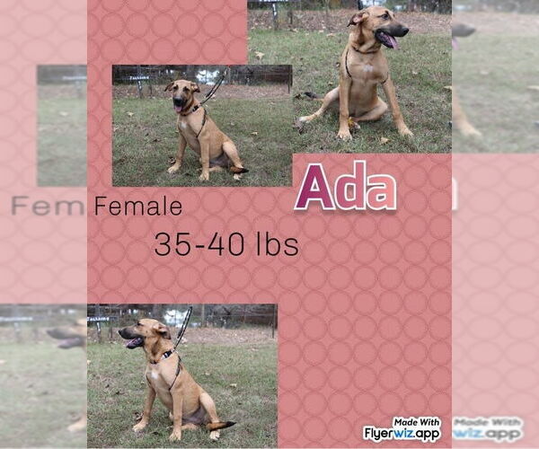 Medium Photo #8 Mutt Puppy For Sale in FRAMINGHAM, MA, USA