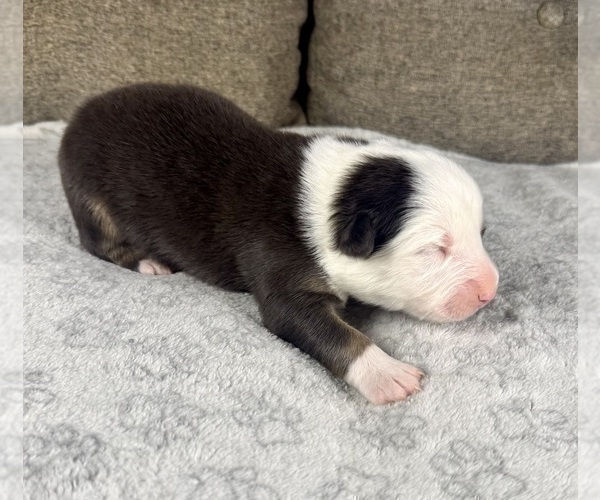 Medium Photo #74 Australian Shepherd Puppy For Sale in SALISBURY, NC, USA