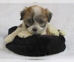Small #5 Zuchon