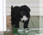 Small Photo #6 Miniature Bernedoodle Puppy For Sale in EPHRATA, PA, USA