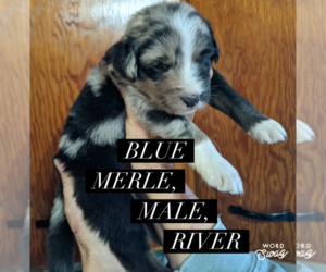 Medium F2 Aussiedoodle