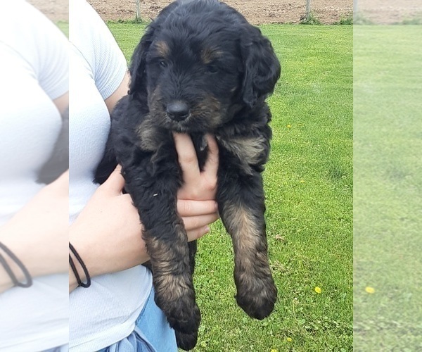Medium Photo #15 Bernese Mountain Dog-Goldendoodle Mix Puppy For Sale in LEETONIA, OH, USA