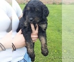 Small Photo #15 Bernese Mountain Dog-Goldendoodle Mix Puppy For Sale in LEETONIA, OH, USA