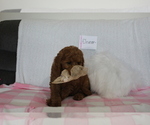 Small Photo #5 Goldendoodle-Poodle (Standard) Mix Puppy For Sale in EVART, MI, USA
