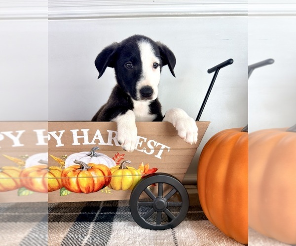 Medium Photo #4 Border Collie Puppy For Sale in GREENFIELD, IN, USA