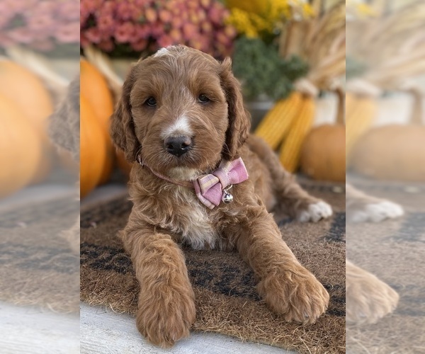 Medium Photo #1 Irish Doodle Puppy For Sale in WOOSTER, OH, USA