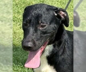 Labrador Retriever-Unknown Mix Dogs for adoption in Canton, CT, USA