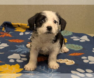 Mutt Dogs for adoption in Moreno Valley, CA, USA