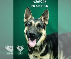 German Shepherd Dog Dogs for adoption in Stockton, CA, USA