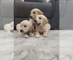Small Photo #7 Golden Retriever Puppy For Sale in ELVERTA, CA, USA